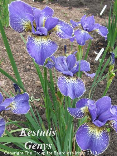 sib Kestutis Genys